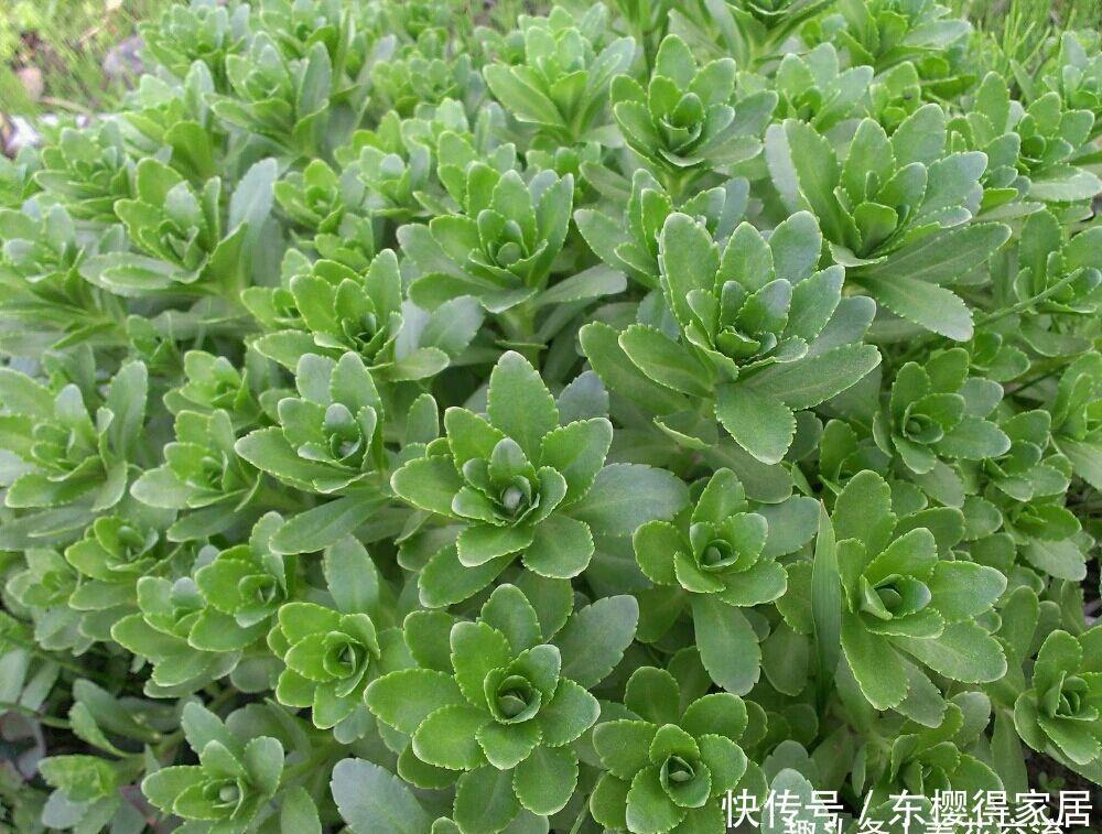 春夏季节开满金黄色花朵的三七景天,很好养的多肉,基本零难度