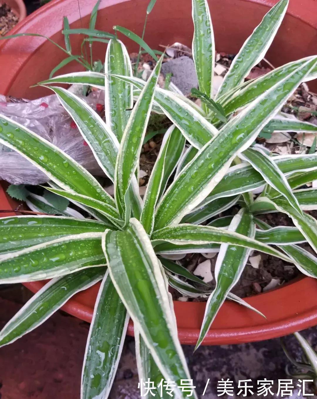 银边吊兰|13种常见吊兰,个个美成仙,快看看你家有几种?