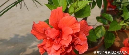 6种“待机”时间长的花,阳台盆栽上几盆,一年四季花开不断!