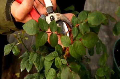 月季花开谢后，做好这件事，花苞越开越多