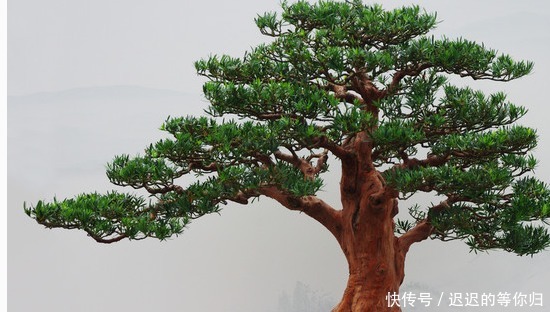 教你如何制作罗汉松盆景!