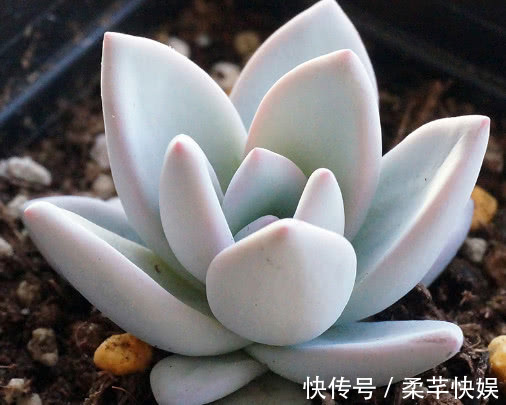 多肉霜之朝怎么养 教你3个小妙招，养出叶片饱满粉润的霜之朝