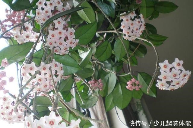 球兰怎么养才能开花多 球兰快速开花的小窍门看这里！