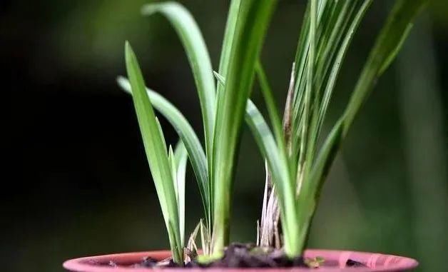 二氢钾|养好兰花的口诀,书本上学不到的经验,喜欢就收藏吧