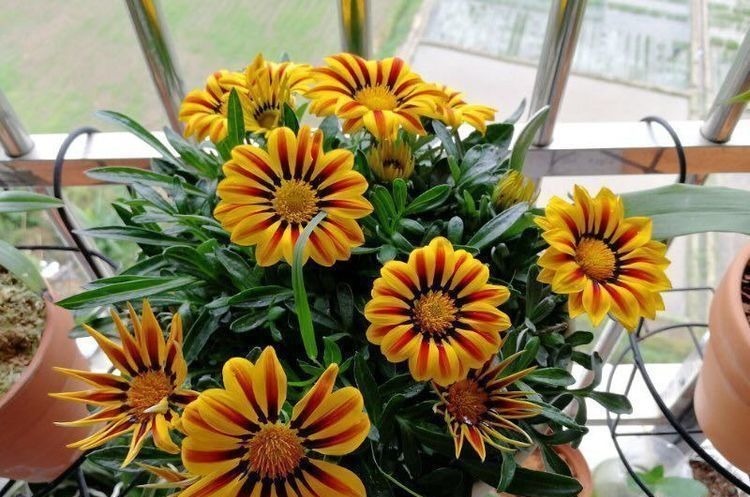 最容易开爆盆的花朵,并且超级好养,开花勤又爆盆,花开美艳动人