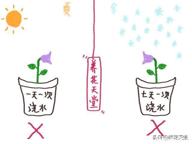 7种常见的浇水方式,不仅新手不懂,有些人养花10年都没搞清楚