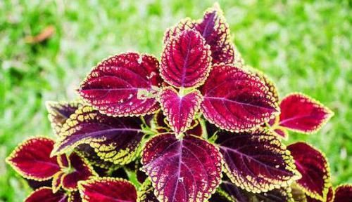  浓郁|4款花号称“开花机器”，全年都开花，花香浓郁，太美了