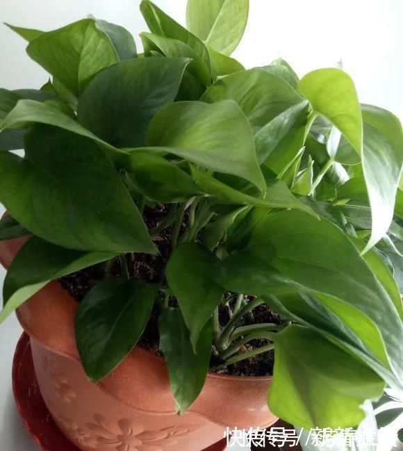 枝条|茉莉花扦插有机关,砍这一段枝条,插土里3天就活