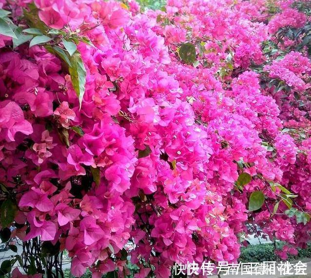 红樱|喜欢养三角梅，不要错过此6个品种，开花真的太勤了