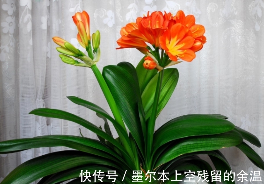 闲话君子兰和啤酒之间的关系、养护方法