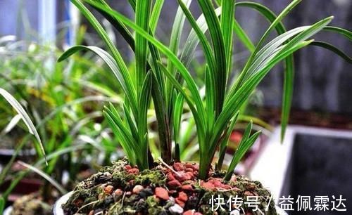 植料|兰花总是不长新根，发出来的小苗也不长，怎么办？
