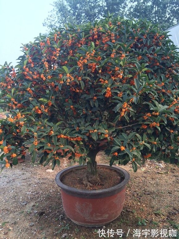 清香|家里养盆“杀菌”花,精神轻松又清香,老中医经常养,错不了