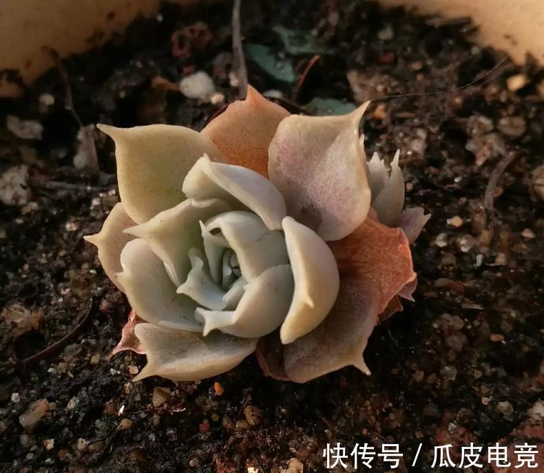 教你一招,把多肉养的萌胖萌胖的