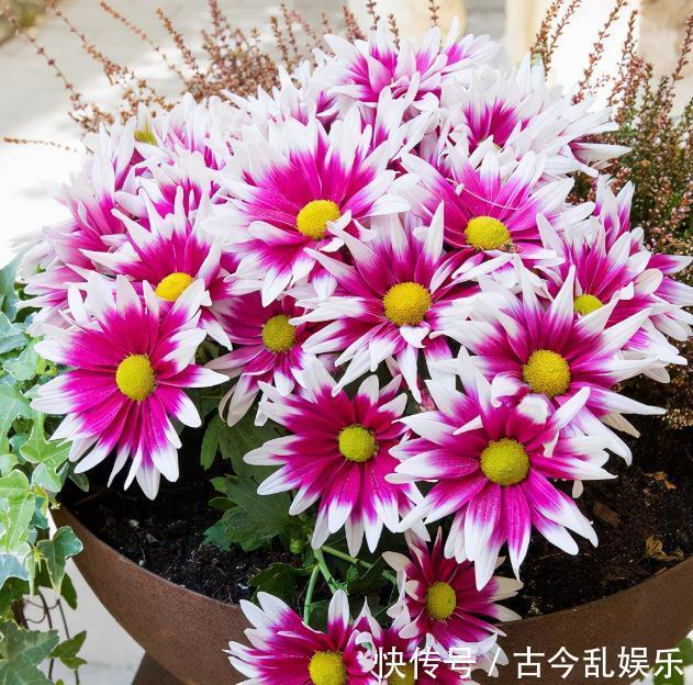 虫害|家里的花草爱生虫生病？盘点养花常用药，不再白花钱