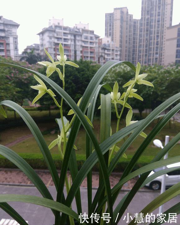 冬天水浇不好,你的花也养不活了!