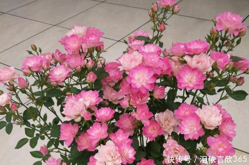 花友|花友最喜欢养的4种花,养护简单极易爆盆,开花多又漂亮!