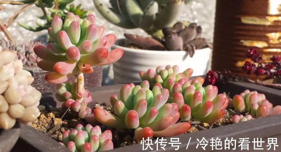 花友们|天热养多肉,抓住3重点,盆栽不患黑腐病招害虫