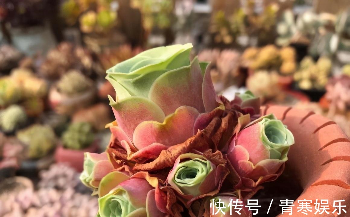 张大哥养肉10多年，总结出4个“耐热品种”，肉迷都喜欢