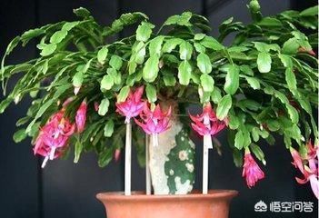 室温|蟹爪兰多长时间浇一次水,多少才合适?