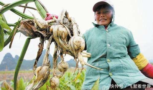 茨菰|农村水田里的野草,遇到别忽视,根部价值珍贵,比板栗还美味