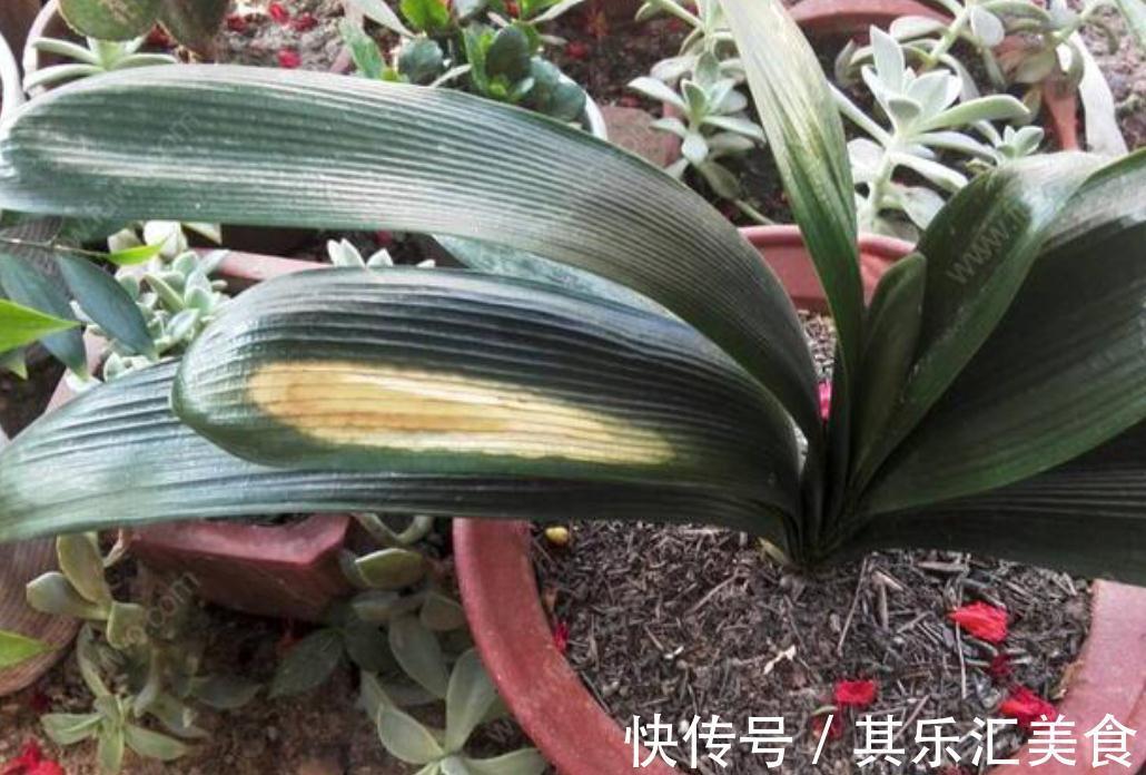 三种植物夏天爱黄叶,改善养殖方法,叶片绿,长势好