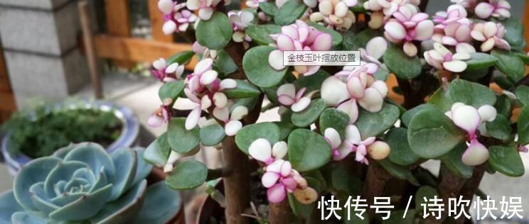 养了5年金枝玉叶修剪学点小方法,新芽嫩叶蹭蹭往外长!