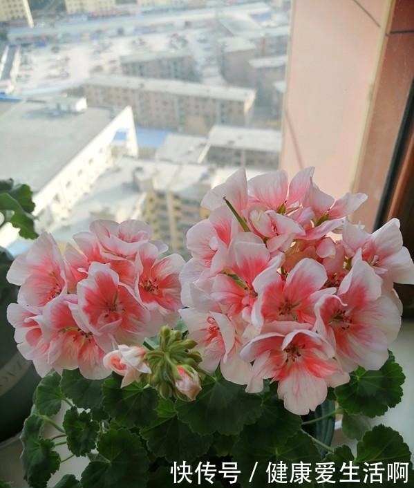 此花是世界名花,观赏价值高,花期全年,好养易成活,是盆栽佳品!