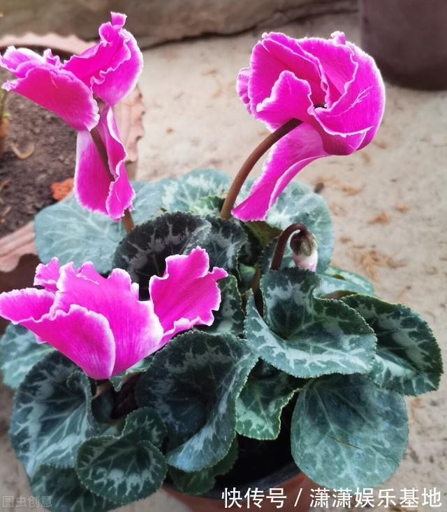 复合肥|天气转暖，建议少买4种花，观花时间短不说，还难度夏