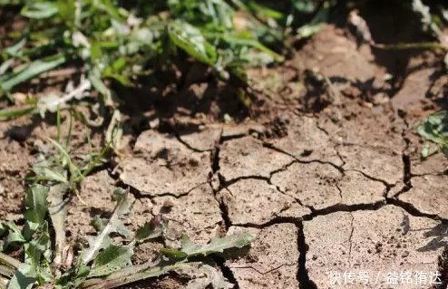 盆土板结怎么办不需要换新土，浇“1种水”就管，土壤立马松软