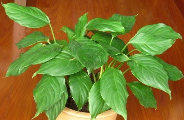 在家养殖万年青，这4方面不出错，盆栽只会越长越好变美