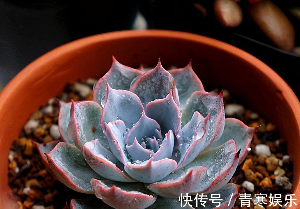 张大哥养肉10多年,总结出4个“耐热品种”,肉迷都喜欢