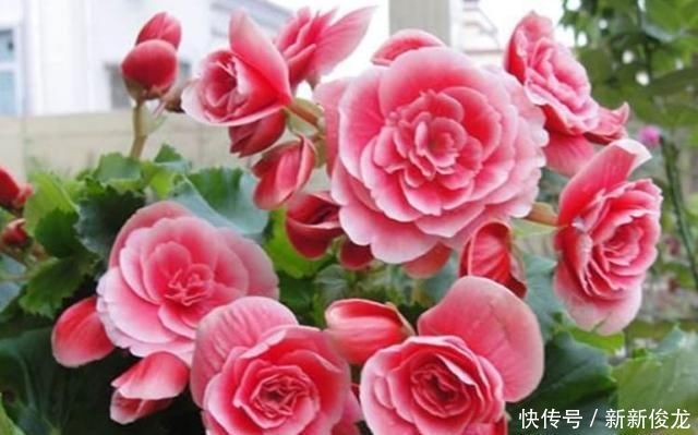 3种花超好养,四季开花不间断,有光有水开满盆,适合懒人新手养