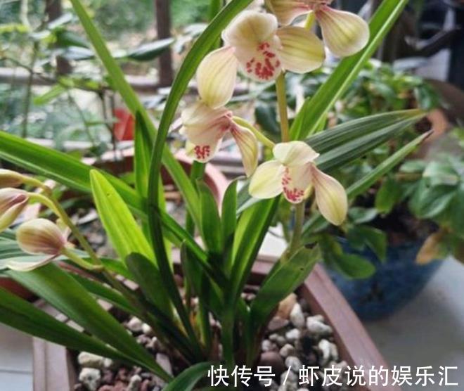 给兰花喷雾化水,掌握3个要点,叶片油绿,不用担心烂叶掉花苞