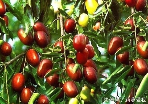 梧桐树|家里种树,讲究大,5种树旺宅,3种树不能栽,你知道是什么吗?