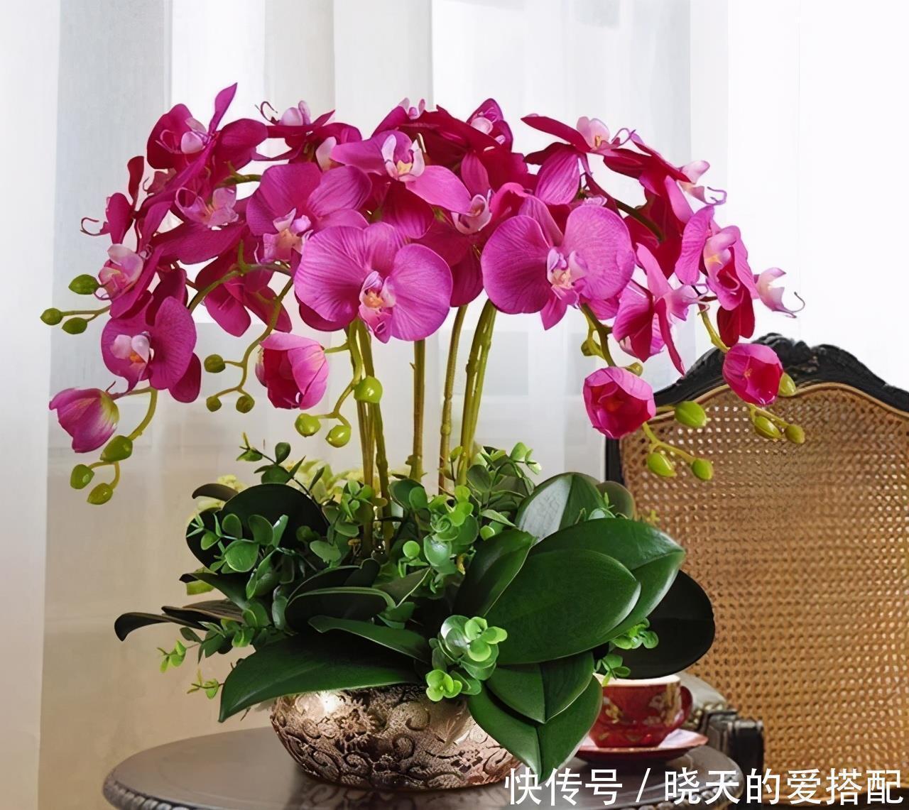 4种“高贵花”,冬天砰砰开花,家里养一盆,富贵大气有面子