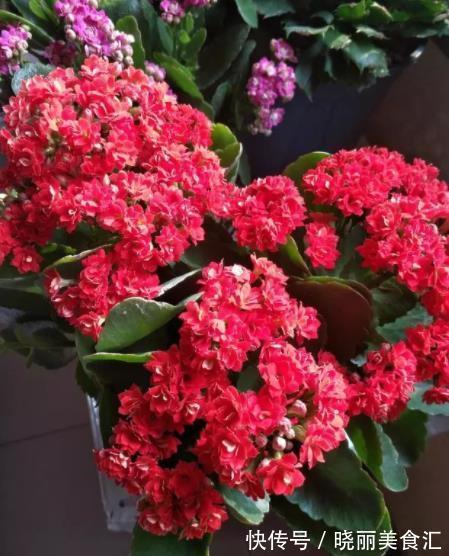 立冬之后养长寿花,赶紧安排2件事,过60天开花爆盆,美极了