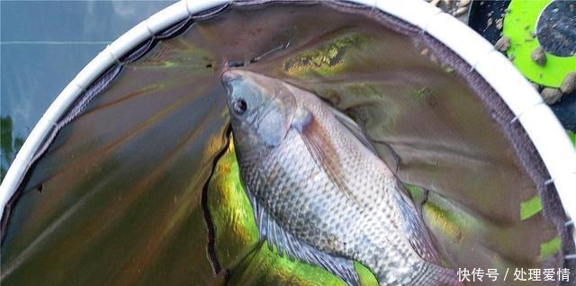 野钓鱼儿活跃水层多变,如何快速定位鱼层两个方法三个原则