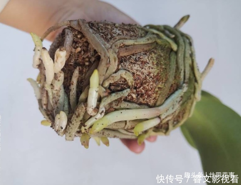 休眠期|春节后养蝴蝶兰,做好3件事,不再“花后死”,还能一盆变多盆