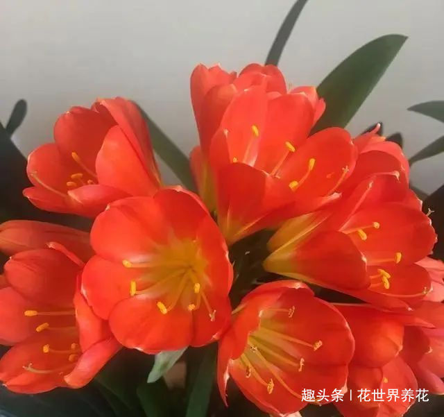 养君子兰,摆放有讲究,错放4位置,叶片发黄打蔫长不好!