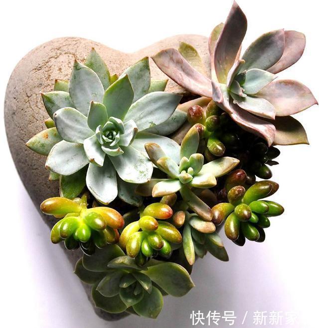 营养土|10块钱买了一堆不知名的多肉,回家这样搭配起来,30天大变样