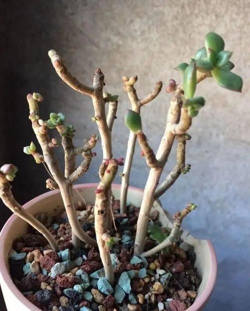 养花叶子掉光了，只剩光杆，如何挽救？