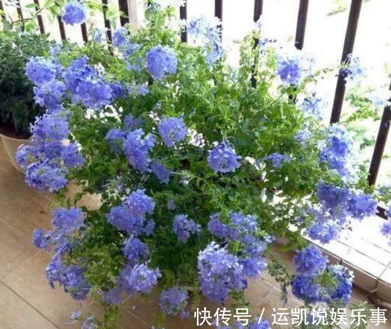 “5种花”漂亮又好养,花开不断,挤满阳台,一次开花100朵!