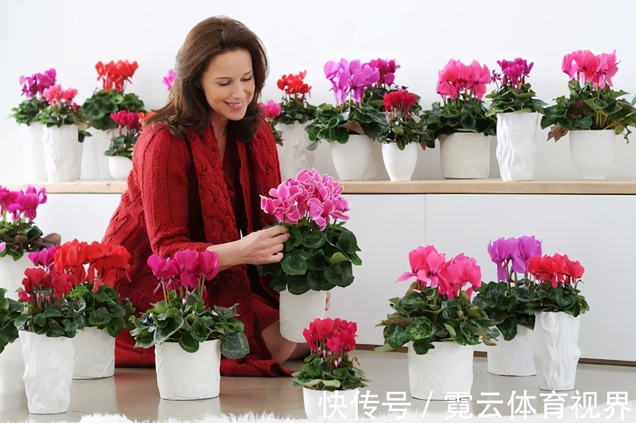 你的仙客来叶软,花趴还是黄叶,别着急,就用2招,挤满大花苞