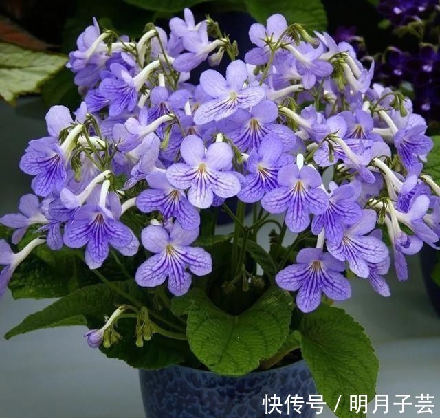 蝴蝶兰|15种耐阴花,室内光照不足,照样花开不断!