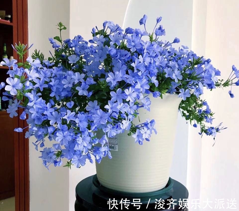 花人|懂花人都知道,1种花“耐热、好养”,春天播种,夏天“开爆盆”