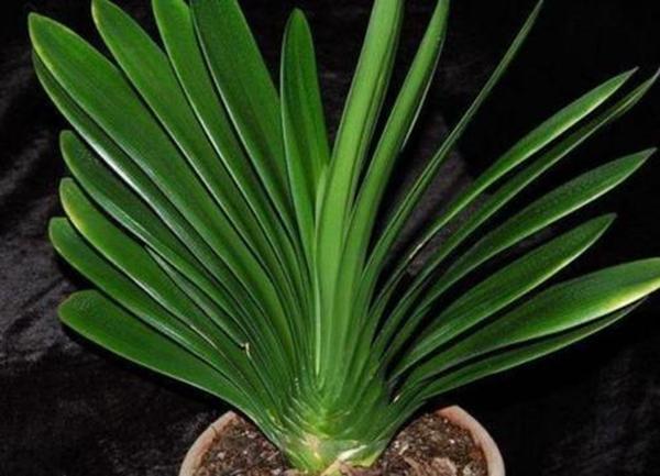 君子兰养得好不好，看叶子就行了，油光瓦亮、花开爆盆就是好兰