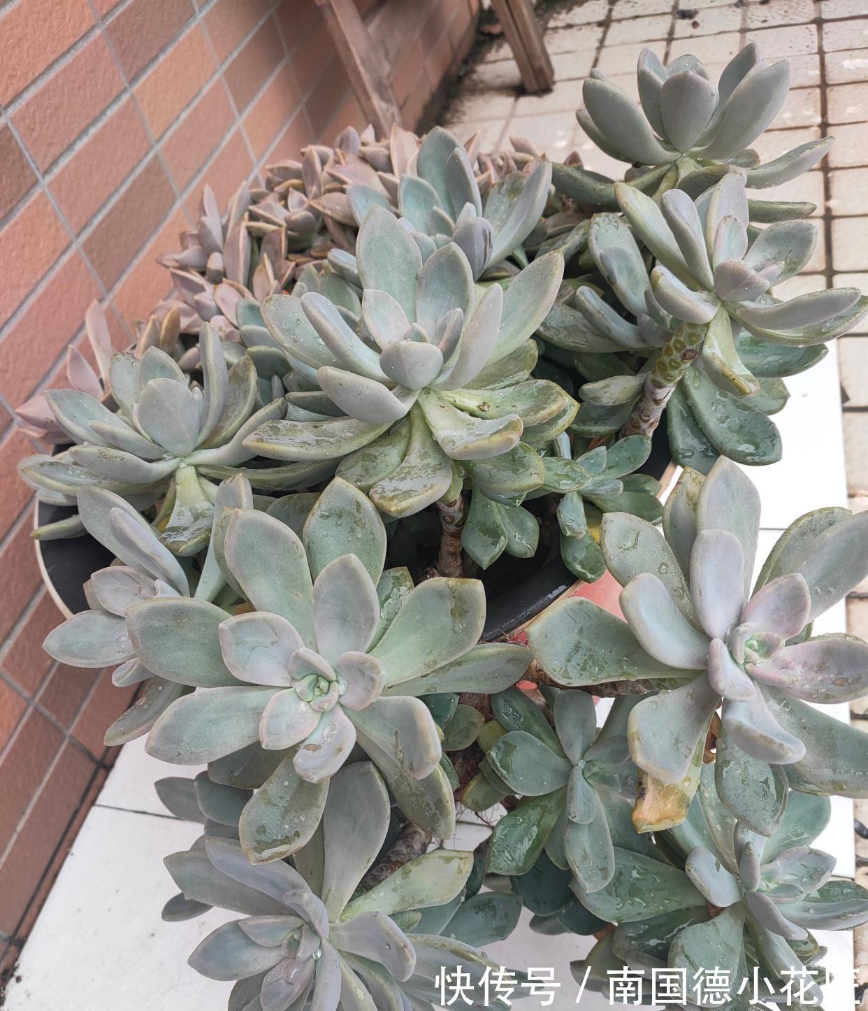 2种普通又皮实的多肉，枝叶旺颜色美易繁殖，养好了一样是精品