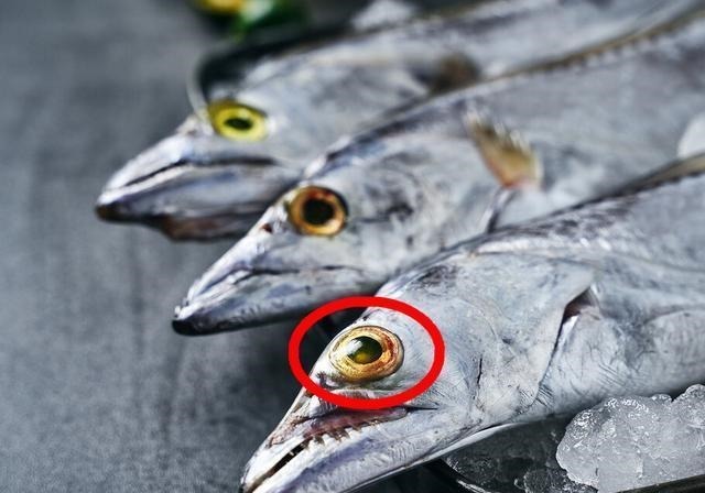 买带鱼时，“黑眼睛”和“黄眼睛”哪个好？弄懂再买，少花冤枉钱