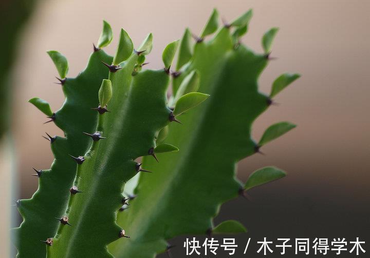 中国传统文化|养花试试这几款，枝叶茂密，色彩绚丽多姿，深受人们喜爱