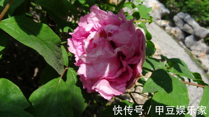 喜欢菊花,不如养盆“牡丹四大名品”赵园粉,娇艳欲滴,芳香浓郁